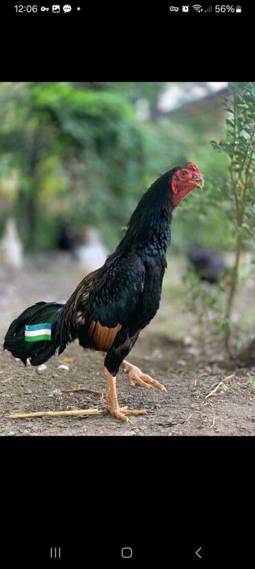куры доминанты: Продаю | Петух | Бойцовая | Для разведения — 1