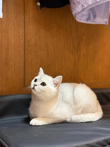 стрижка овес: Продается котёнок 6 месяцев Британская короткошёрстная кошка, окрас — 3