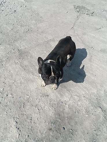 Бульдог, 1 год, Самка, С прививкой