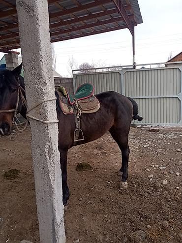 А\ч жаныбралары үчүн товарлар жана шаймандар: Сатам | Байтал | Англиялык | Ат спорту | Мерин — 4