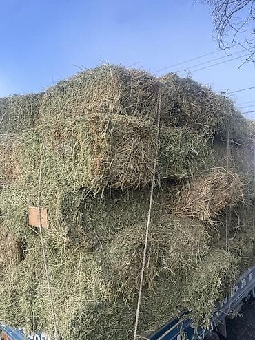 Продаю клевер 2 кос. Плотные тяжелые тюки — 3