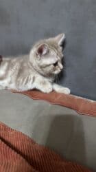 кошка рэгдолл цена: Скотиш Фолд (Шотландиялык шалпаң кулак), 2 айлык, Эркек, Лотокко барууга үйрөтүлгөн, Курттардан тазаланган — 2