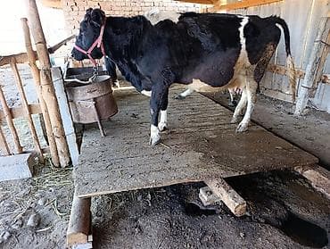 хара: Сатам | Уй (ургаачы) | Сүт алуу үчүн | Байланган — 2