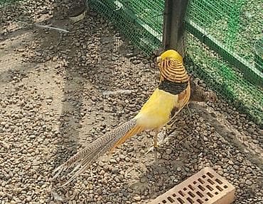 сколько стоит фазан живой: Продаю пару лимонных фазанов — 3