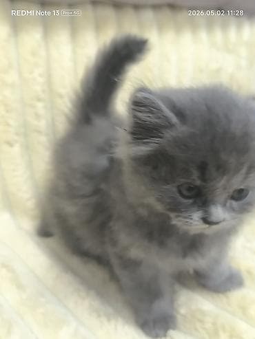 сколько стоит собака хаски щенок: Котята шотландской породы,1месяц и 2 недели, приучены к лотку,хорошо — 5