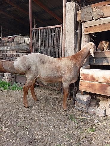 породистый баран: Продаю | Баран (самец) | Гиссарская, Арашан | На забой, Для разведения | Племенные, Осеменитель — 2
