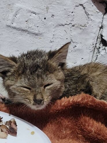 продажа щенков немецкой овчарки с документами в бишкеке: Девочка — 2