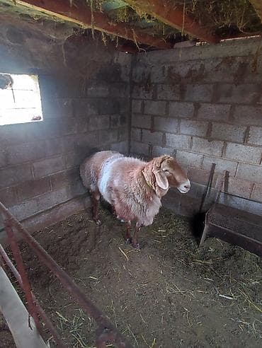 где купить крысу: Продаю | Баран (самец) | Для разведения | Племенные — 2