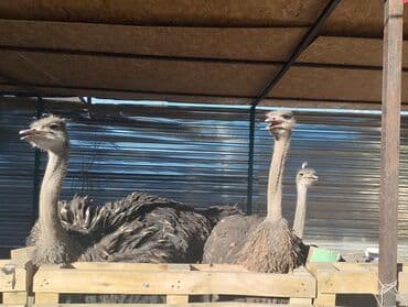 купить собаку чихуахуа: Страусы (африканский страус), живые птицы.9 месячные - Крупные — 1