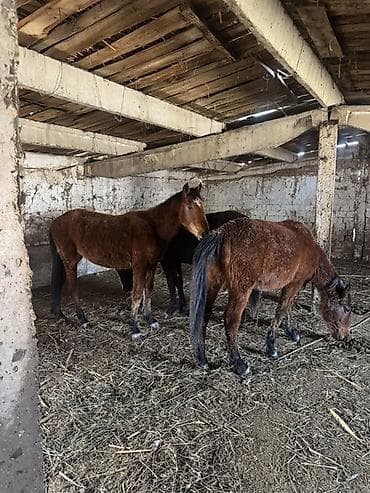 дончак тай: Продаю | Жеребенок | Для разведения, Рабочий — 4