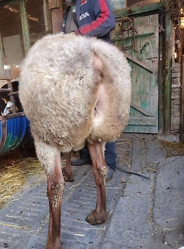 ягняты: Продаю | Овца (самка) | Для разведения | Матка — 8