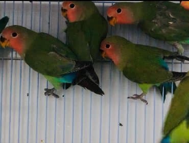 домик для волнистых попугаев: Попугаи разных видов. Хорошо учатся говорить и приручаются к рукам. В — 4