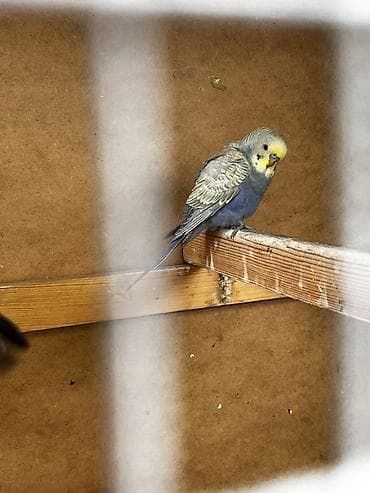 волнистые попугай: Волнистые попугаи (budgerigar) различных окрасов. Описание: - — 10