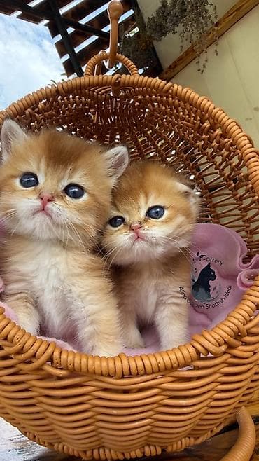 кошка черная: Скотиш Фолд (Шотландская вислоухая), 1 месяц, Мальчик, Золотая шиншилла, Приучена к лотку, Проглистована, С документами — 2