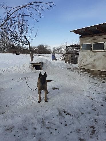 Бельгийская овчарка, 7 месяцев, Самец, С прививкой