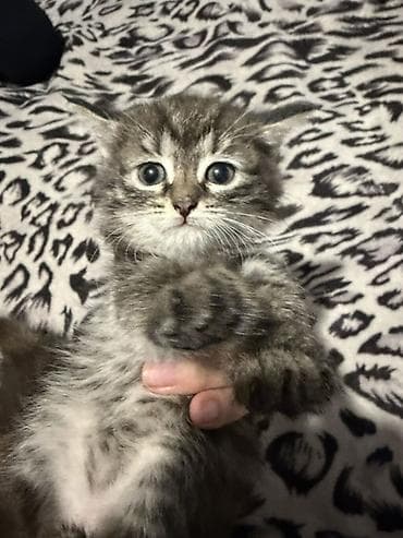 забавные котята: Отдам в добрые руки Котята, помёт из нескольких малышей. Описание: - — 5