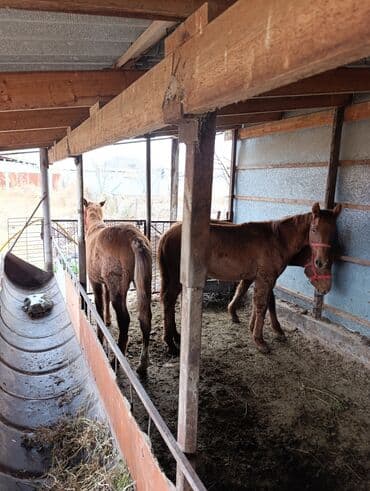 дом для кур: Продаю | Жеребенок | Для разведения — 2