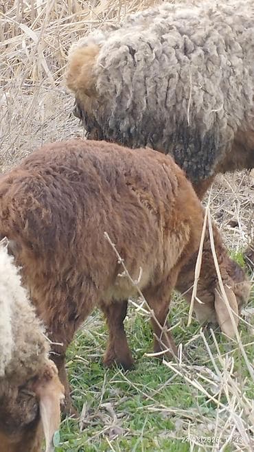 Продаю | Ягненок | На забой