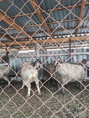 чихуахуа цена: Продаю | Баран (самец) | Полукровка | На забой, Для разведения — 4