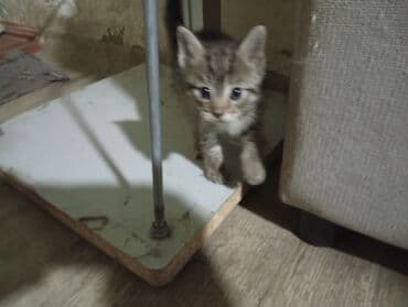 шиншилла британская кошка цена: Когтеточке. Подойдут для семьи с детьми: ласковые, любят играть и — 2