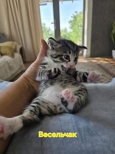 кошки кант: Беспородная, 1 месяц, Мальчик, Приучена к лотку — 10
