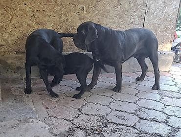 үй жаныбарлары: Кане-корсо, 3 айлык, Ургаачы, Эмделген — 4