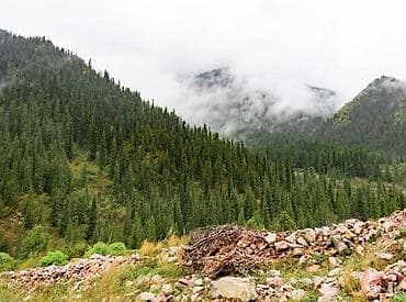 Жер тилкелери: 45 соток, Бизнес үчүн — 4