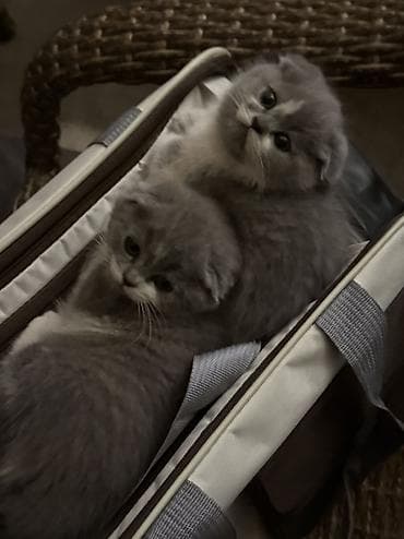 big 6: Породистые котята с вислоухими ушками (шотландский тип). Описание: - — 8