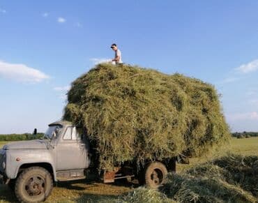 растение для аквариума: Чоп сатылат 1 гигант бус чыгат сеновалда турат — 1