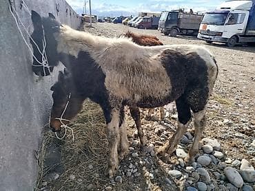 german shepherd: Продаю | Жеребенок | Полукровка | На забой — 1