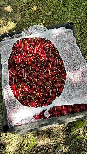 сбор ягод: Черешня Оптом — 3