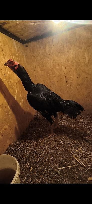 ярки: Продаю | Петух | Бойцовая | Для разведения — 1