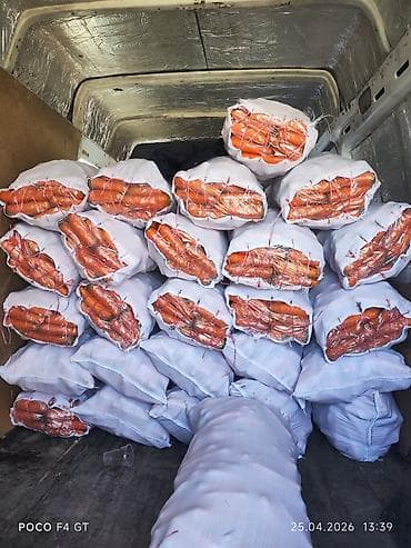 инкубатор автамат: Морковь Оптом — 1