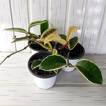 купить алоэ вера в горшке: Продам, красивые комнатные растения заботливо выращенные, в хорошем — 3