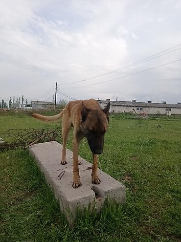 бельгийская кошка цена: Бельгийский Жана немецкий овчарка Экоотен мал айдайт. Бельгийский — 2