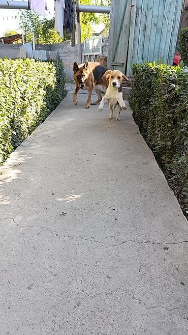 Животные: Вам нужно уехать на несколько дней или недель, но не на кого оставить — 5