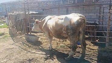 где можно купить кошку в бишкеке: Продаю | Корова (самка) | Для разведения — 2