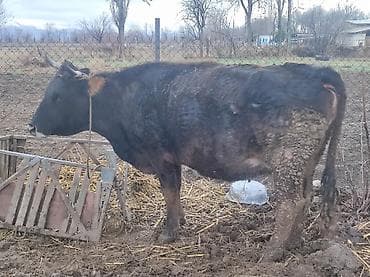 Аквариумы: Продаю | Корова (самка) | Алатауская | Для молока | Стельные — 3