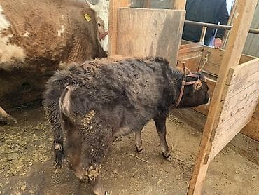 животные коровы: Продаю | Музоо, торпок — 3