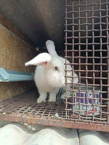 коёндор: Сатам | Коендун бөжөктөрү | Көбөйтүү үчүн — 5