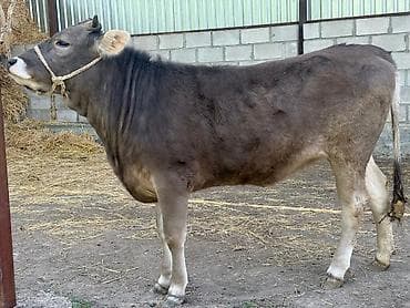кой сойу: Продаю | Тёлка | Швицкая | На откорм | Племенные — 4