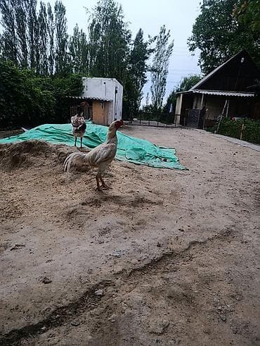 рыба для аквариума: Продаю | Петух | Бойцовая | Для разведения — 3