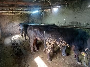 откорм база: Продаю | Бык (самец) | На откорм | Привязанные — 8