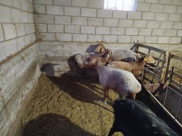продам сельхоз животных: Сатам | Ургаачы кой (ургаачы) — 3