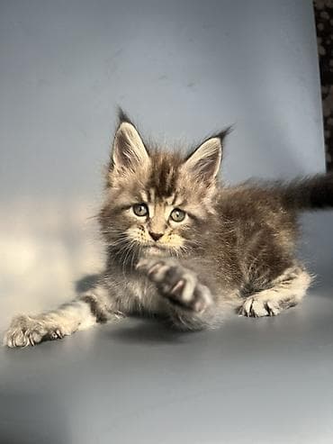 кошка британская: Чистокровные мейн-Куны от элитных родителей и предков с полным пакетом — 1