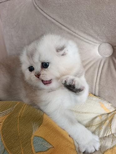 экзотическая короткошёрстная кошка: Продается мальчик шотландской пароды (серебренная шиншилла)фолд. Этот — 1