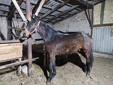 дончак жеребец: Продаю | Жеребец | Полукровка | Конный спорт | Племенные — 1