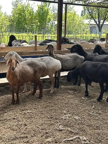 птицы бишкек: Продаю | Овца (самка) | Для разведения | Племенные — 4