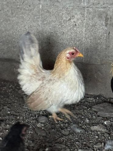 ко шомо: Продаю | Куры, Петух — 5