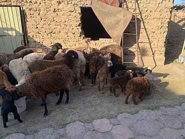 дробилки для сена: Продаю | Овца (самка) | Эдильбаевская | Для разведения | Матка — 1